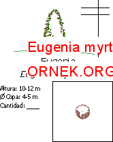 Eugenia myrtifolia Autocad Çizimi