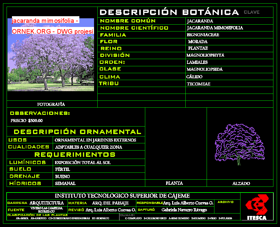 jacaranda mimosifolia Autocad Çizimi