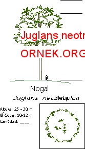 Juglans neotropica
