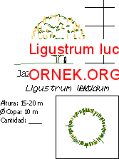 Ligustrum lucidum Autocad Çizimi