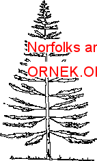 Norfolks araucaria Autocad Çizimi