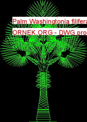 Palm Washingtonia filifera
