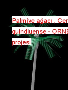 Palmiye ağacı , Ceroxylon quindiuense Autocad Çizimi