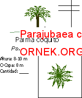 Parajubaea cocoides Autocad Çizimi