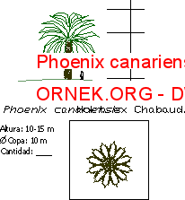 Phoenix canariensis Autocad Çizimi