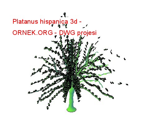 Platanus hispanica 3d