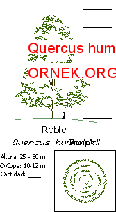 Quercus humboldti Autocad Çizimi