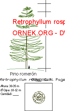 Retrophyllum rospigliosii Autocad Çizimi