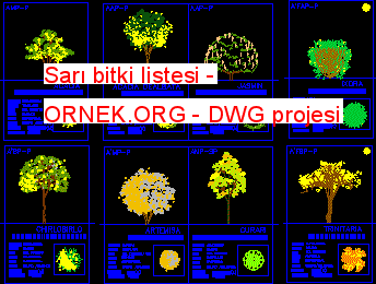 Sarı bitki listesi