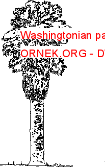 Washingtonian palmiye Autocad Çizimi