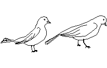Ptacci Autocad Çizimi