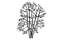 Yapraksız ağaç - Autocad Çizimi