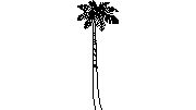 palmiye